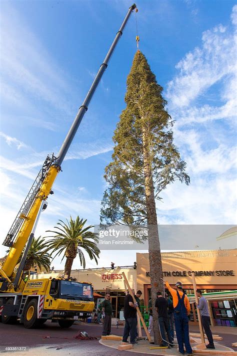 Christmas tree arrives at Citadel Outlets